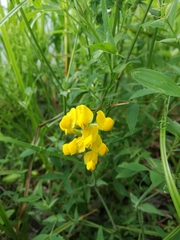 Lathyrus pratensis