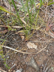 Lomatium caruifolium