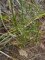 Lomatium caruifolium