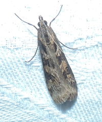 Nomophila corticalis