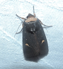 Proteuxoa cinereicollis