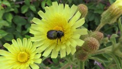 Chasmatopterus