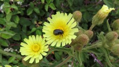 Chasmatopterus