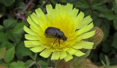 Chasmatopterus