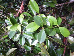 Cassipourea nialatou