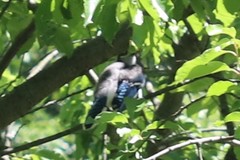 Cyanocitta cristata bromia