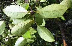 Cassipourea nialatou