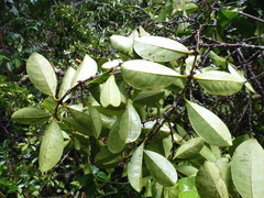 Cassipourea nialatou