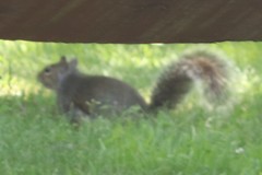 Sciurus carolinensis pennsylvanicus