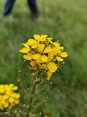 Erysimum odoratum