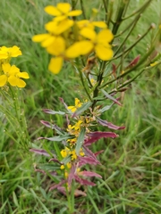 Erysimum odoratum