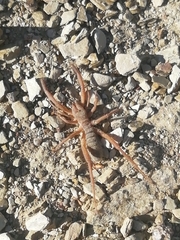 Gluvia dorsalis