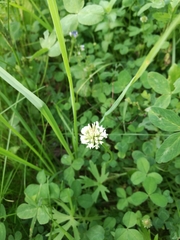 Trifolium repens