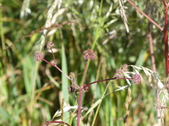 Sanicula bipinnatifida