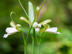 Cleistesiopsis bifaria