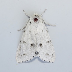 Acronicta vulpina