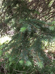 Picea glauca densata