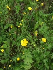 Ranunculus acris
