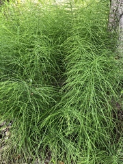 Equisetum sylvaticum