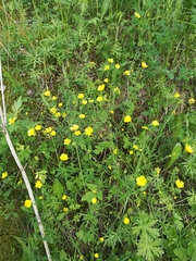 Ranunculus acris