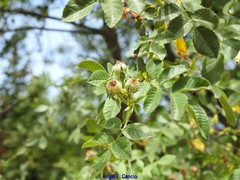 Rosa agrestis