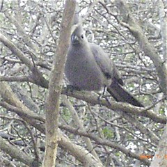 Corythaixoides concolor concolor