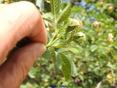 Rosa agrestis