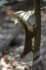 Plantain Squirrel photo 2