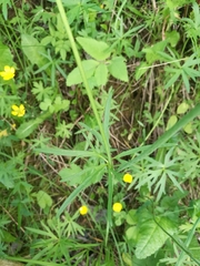 Ranunculus acris