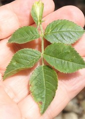 Rosa agrestis