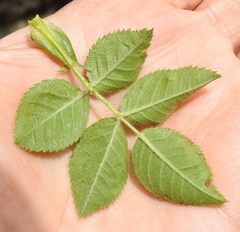 Rosa agrestis