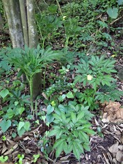 Amorphophallus henryi
