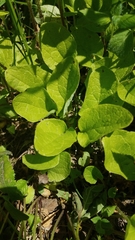 Calystegia spithamaea