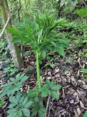 Amorphophallus henryi