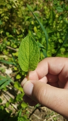 Calystegia spithamaea