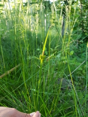 Carex pallescens