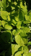Calystegia spithamaea