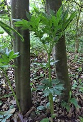 Amorphophallus henryi