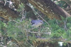 Mimus polyglottos polyglottos