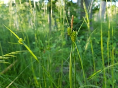 Carex pallescens