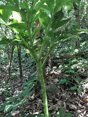 Amorphophallus henryi