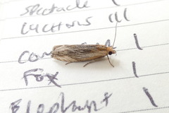 Eucosma cana
