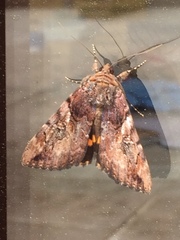 Catocala muliercula