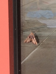 Catocala muliercula