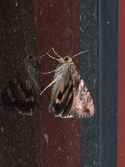 Catocala muliercula
