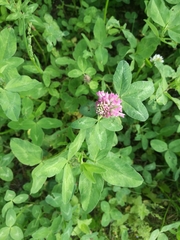 Trifolium pratense
