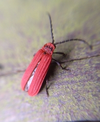 Lopheros rubens