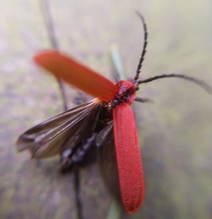 Lopheros rubens