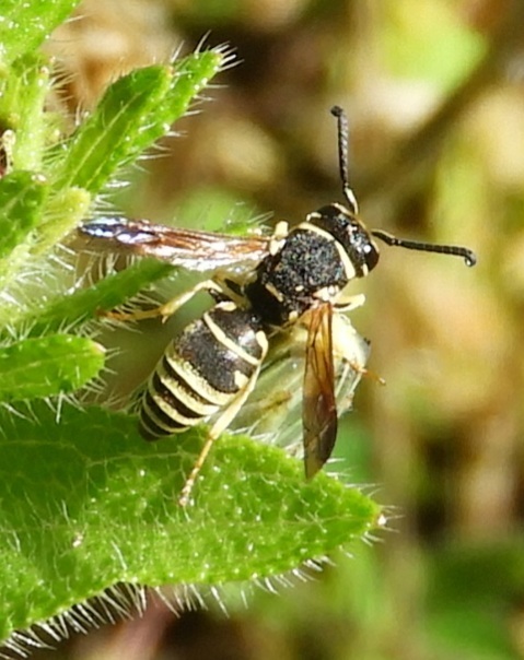 Euodynerus exoglyphus