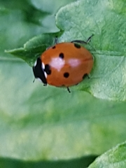 Coccinella septempunctata